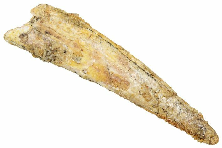 Fossil Pterosaur (Siroccopteryx) Tooth - Morocco #329035